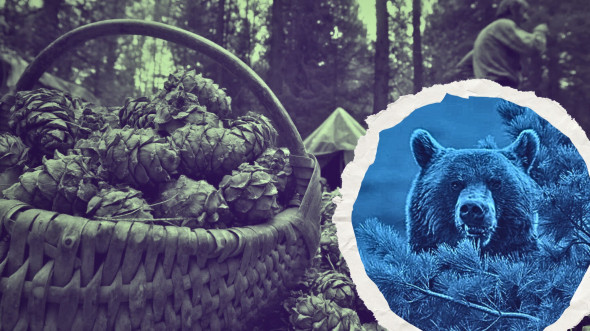 Шишки в Госдуме: ЕдРо предложила ограничить сбор кедровых орехов